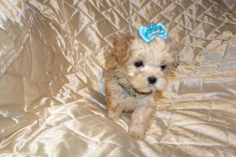 Maltipoo