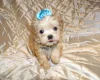 Maltipoo