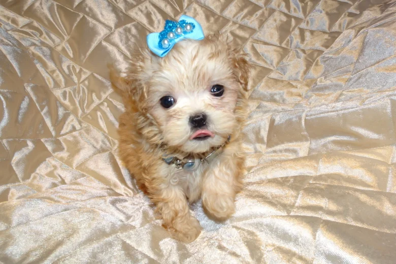 Maltipoo
