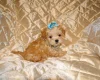 Maltipoo