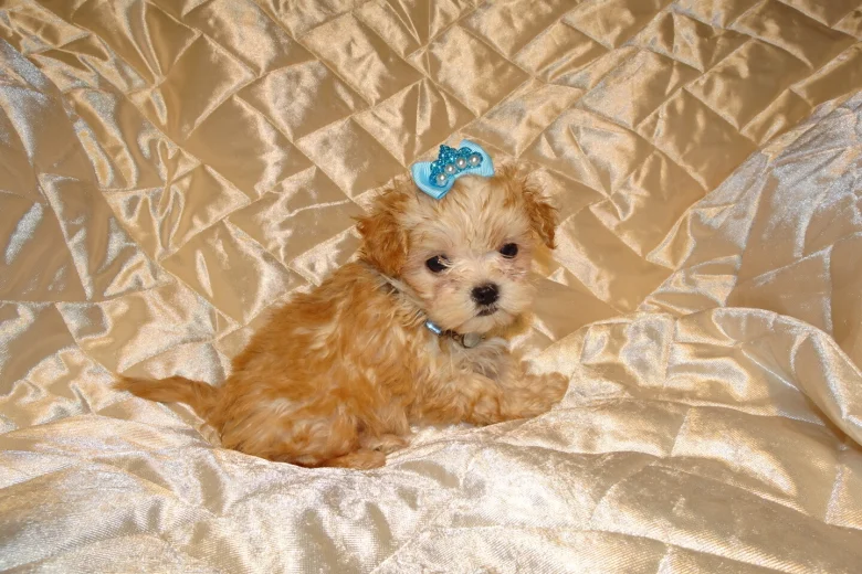 Maltipoo