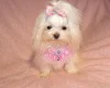 Maltipoo