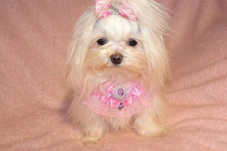 Maltipoo