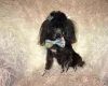 Maltipoo