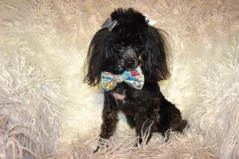 Maltipoo