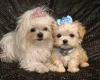 Maltipoo