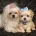 Maltipoo