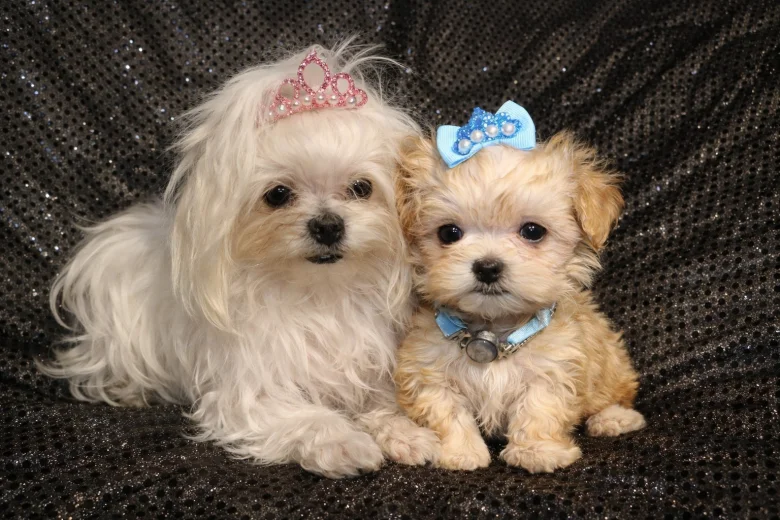 Maltipoo