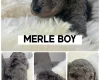 Cockapoo