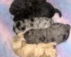 Cockapoo