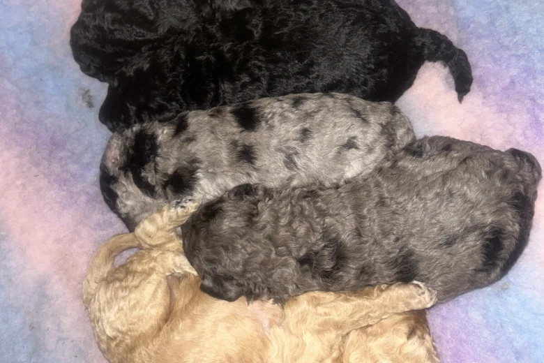 Cockapoo