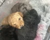 Cockapoo