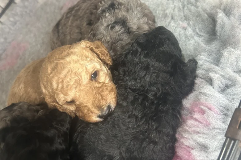 Cockapoo