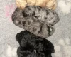 Cockapoo