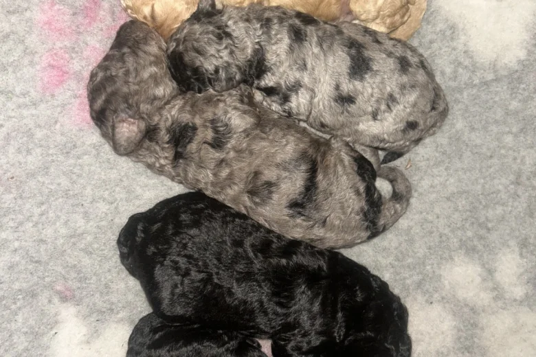 Cockapoo