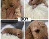 Cockapoo
