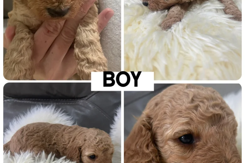 Cockapoo
