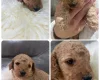 Cockapoo