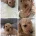 Cockapoo