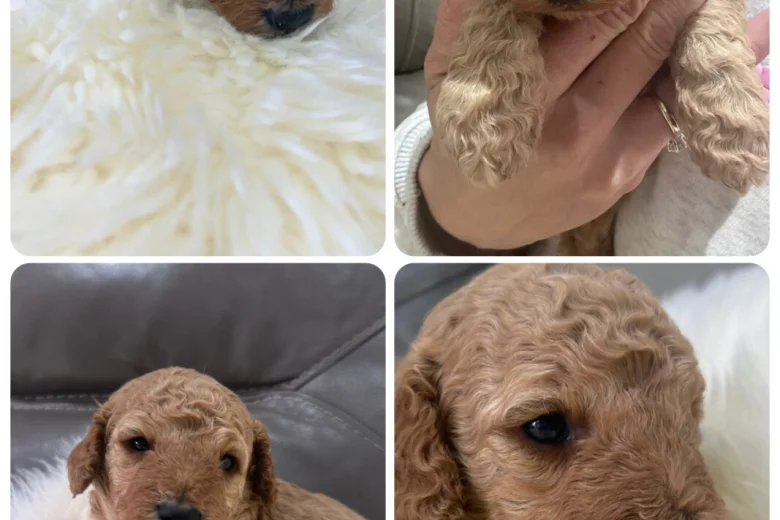 Cockapoo
