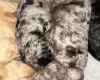 Cockapoo