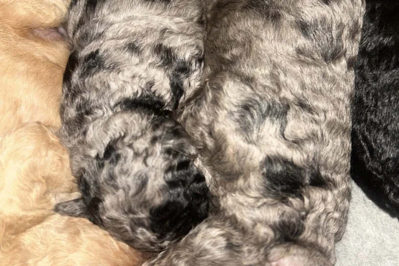 Cockapoo