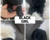 Cockapoo