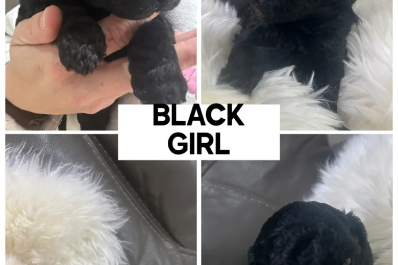 Cockapoo