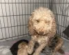 Cockapoo