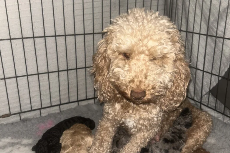 Cockapoo