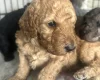 Cockapoo