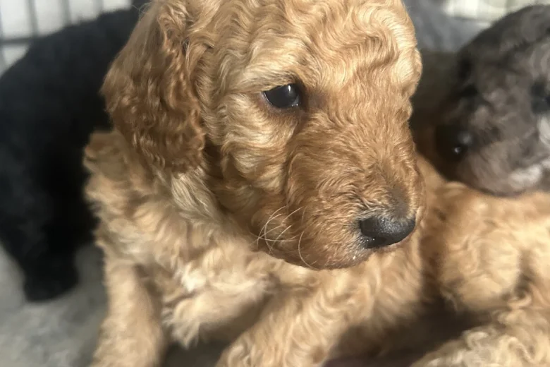 Cockapoo