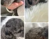 Cockapoo