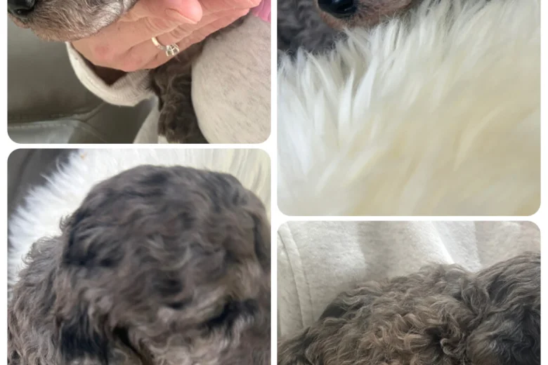 Cockapoo