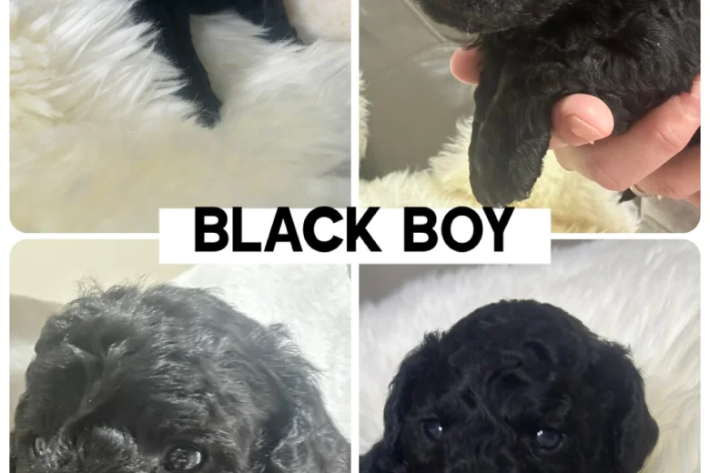 Cockapoo