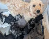 Goldendoodle