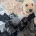 Goldendoodle