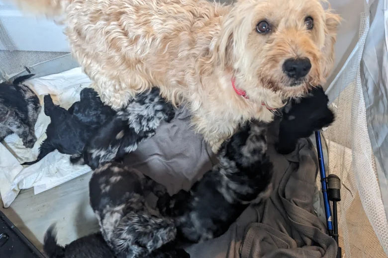 Goldendoodle