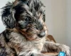 Goldendoodle