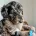 Goldendoodle