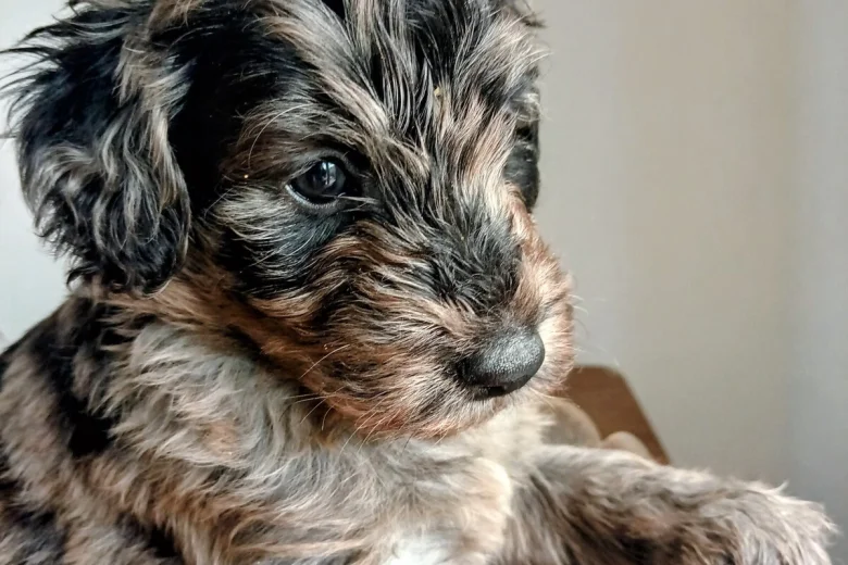 Goldendoodle