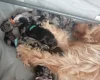 Goldendoodle