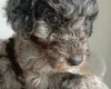 Goldendoodle