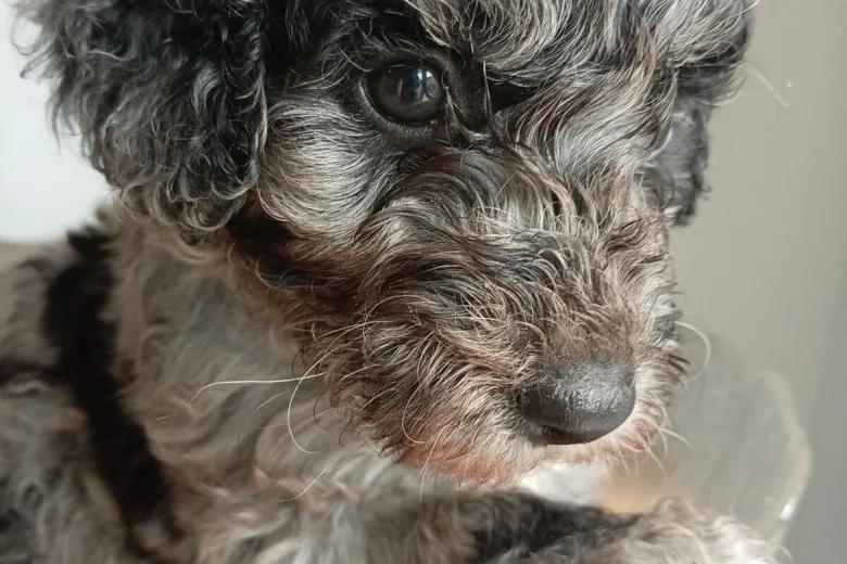 Goldendoodle
