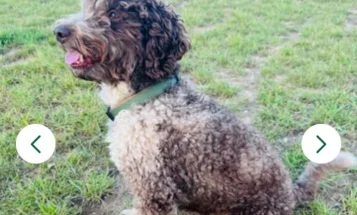 Goldendoodle