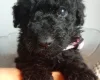 Goldendoodle