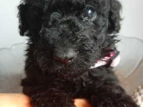 Goldendoodle