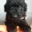 Goldendoodle