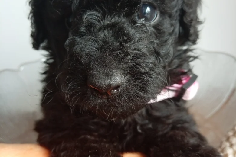 Goldendoodle