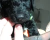 Goldendoodle